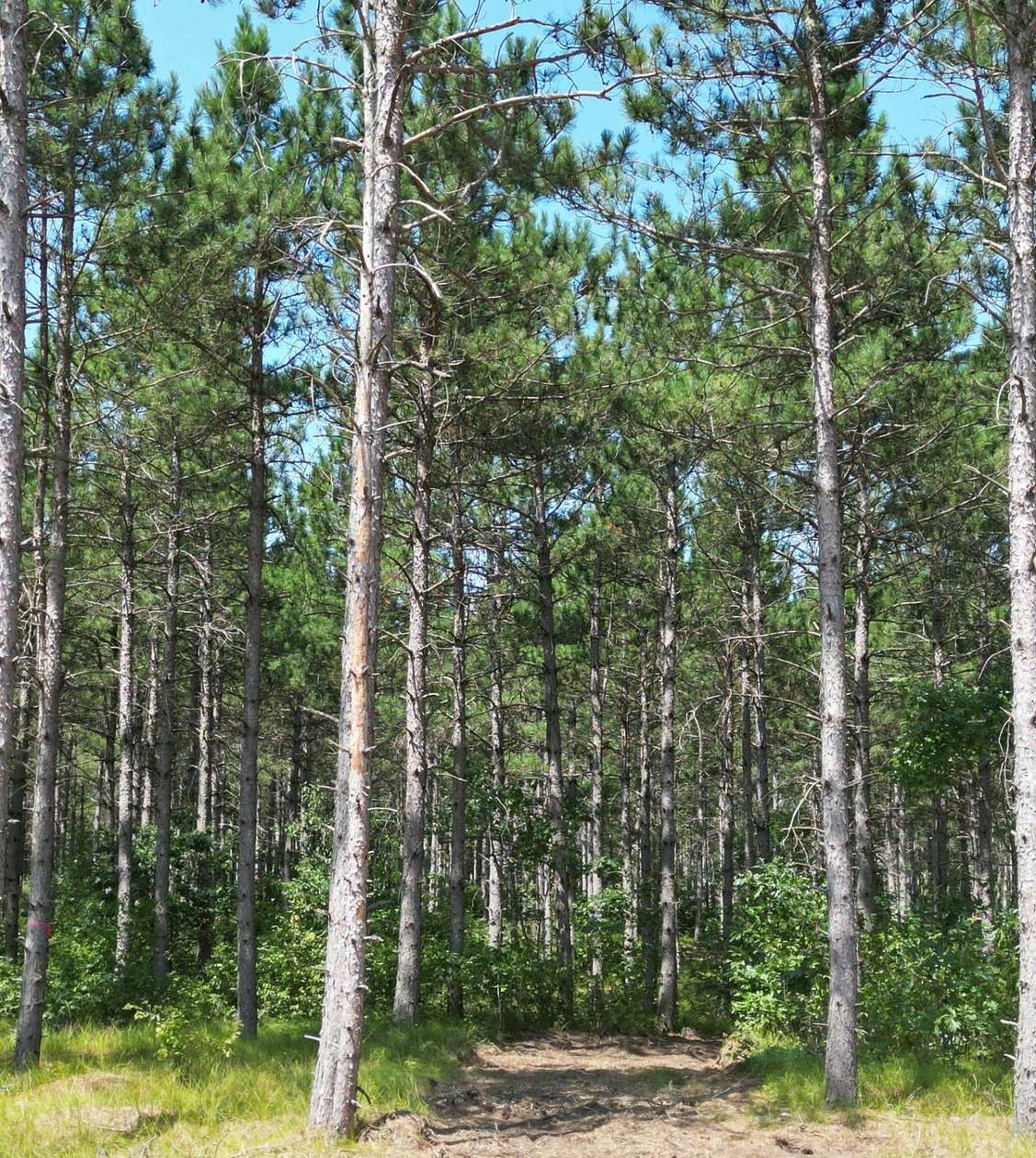 2.14 Acres of Residential Land for Sale in Rome, Wisconsin
