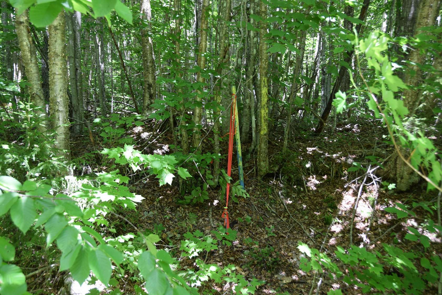 40 Acres of Recreational Land for Sale in Carrying Place Township, Maine