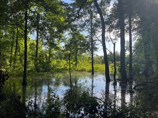 39.4 Acres of Land for Sale in Jonesville, Louisiana