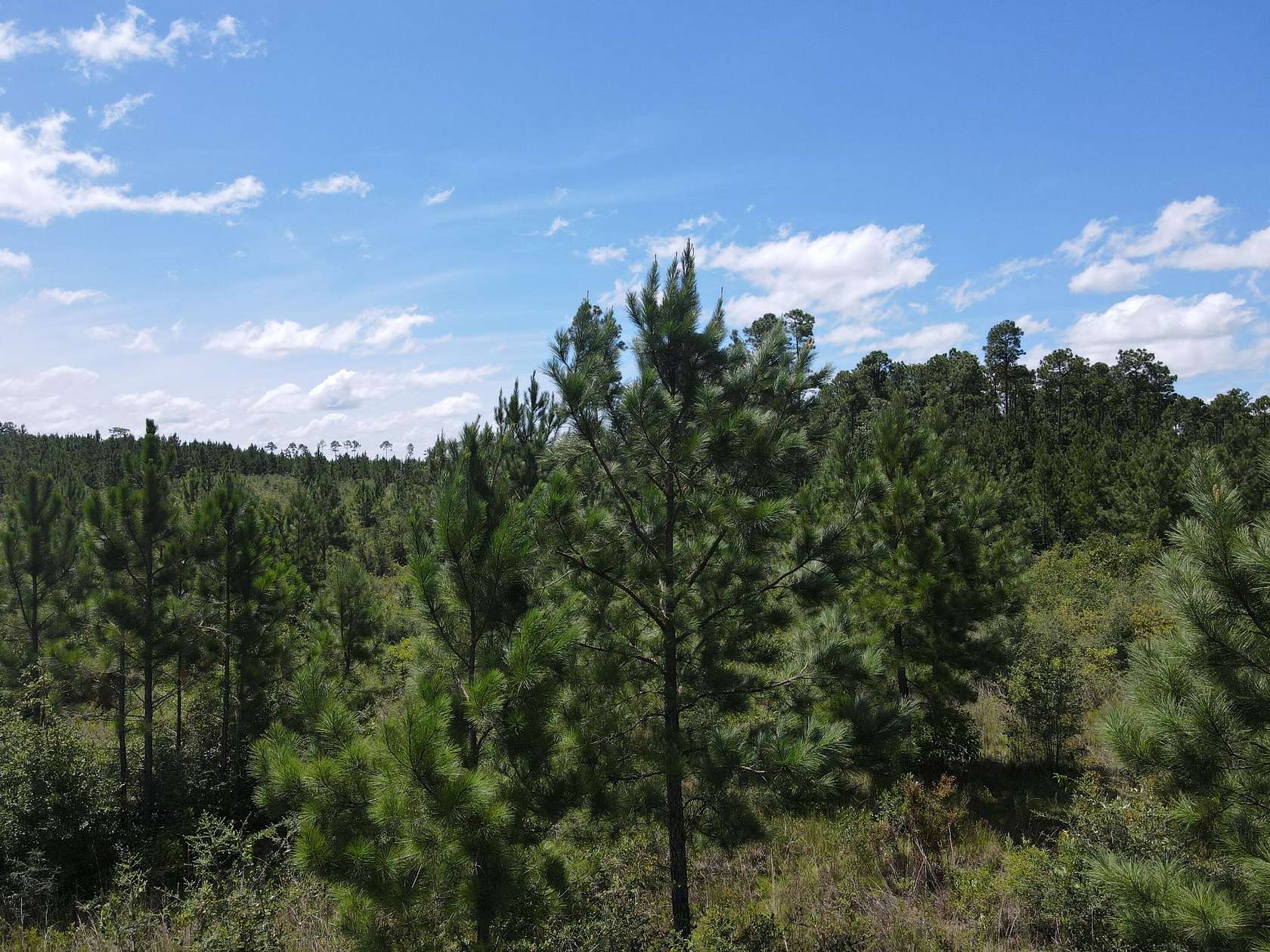 21.8 Acres of Recreational Land for Sale in Milton, Florida