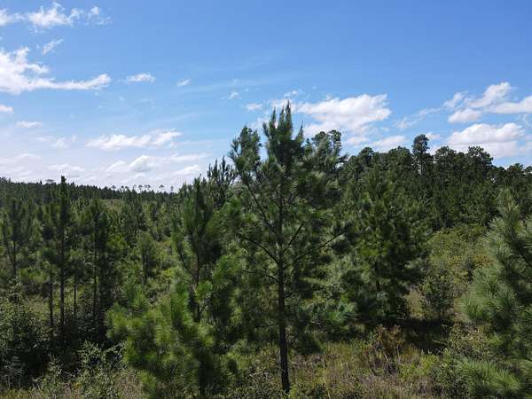 21.8 Acres of Recreational Land for Sale in Milton, Florida