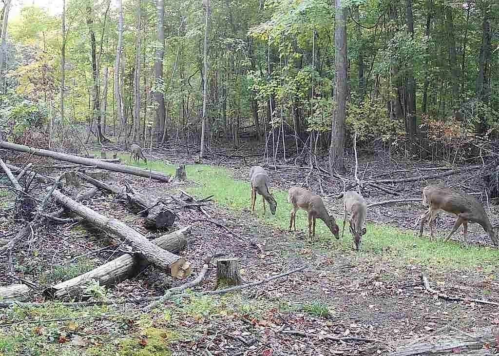 30 Acres of Land for Sale in Bridgeport, Michigan