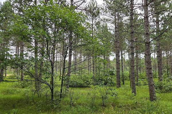 2 Acres of Residential Land for Sale in Rome, Wisconsin