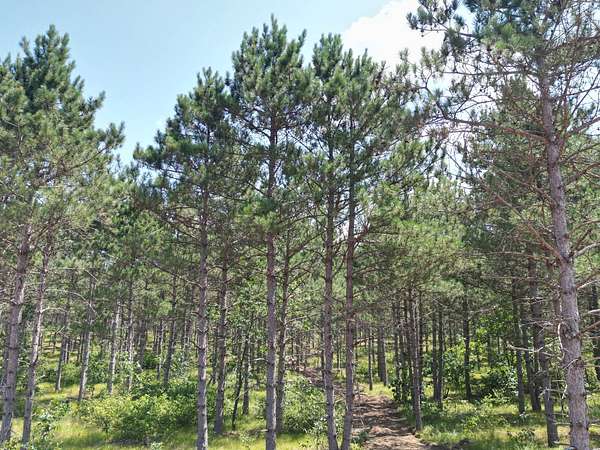 2 Acres of Residential Land for Sale in Rome, Wisconsin