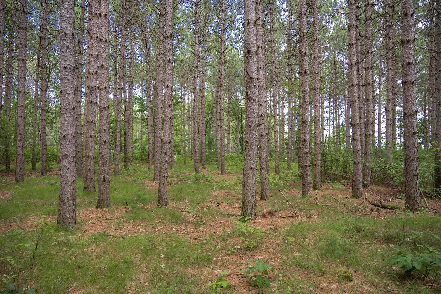 5 Acres of Residential Land for Sale in Necedah, Wisconsin
