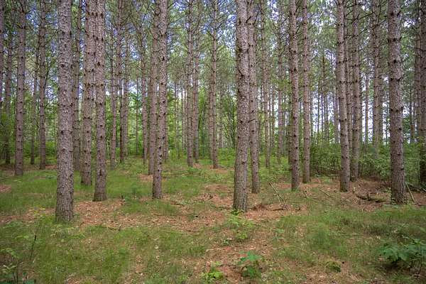 5 Acres of Residential Land for Sale in Necedah, Wisconsin