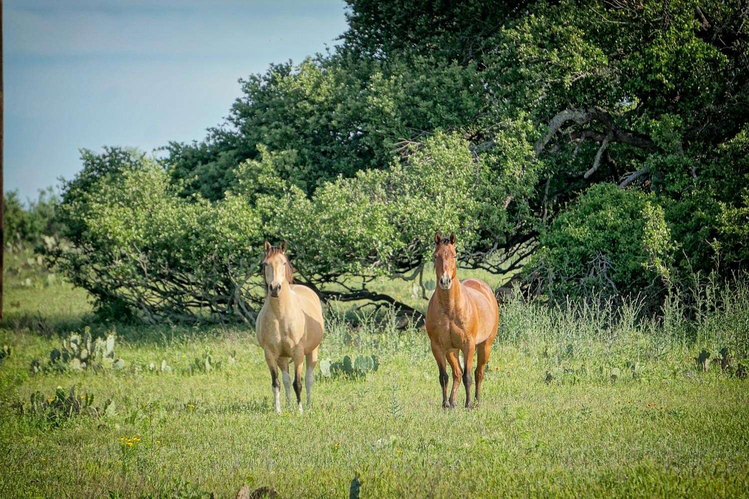 10 Acres of Land for Sale in Burnet, Texas