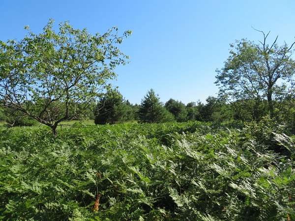 10 Acres of Recreational & Residential Land for Sale in Rhinelander, Wisconsin