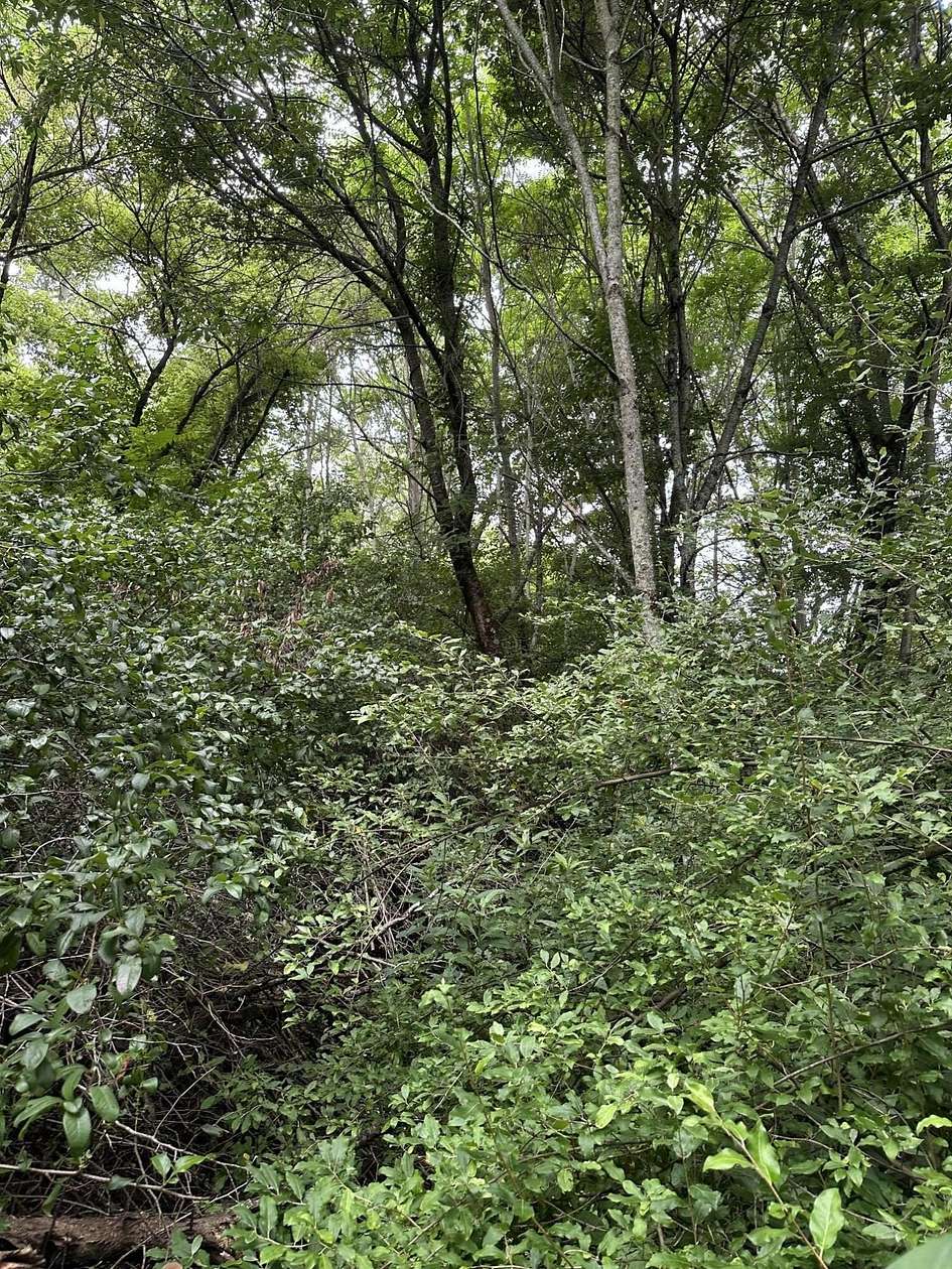 3.5 Acres of Residential Land for Sale in Williamsburg, West Virginia