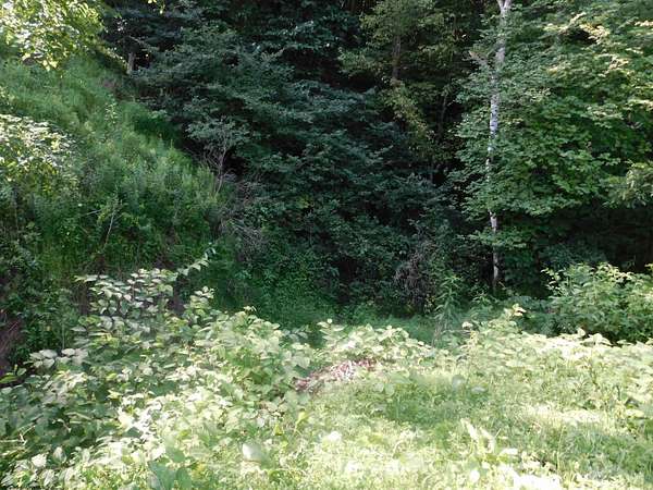 121 Acres of Recreational & Residential Land for Sale in Newburg, West Virginia