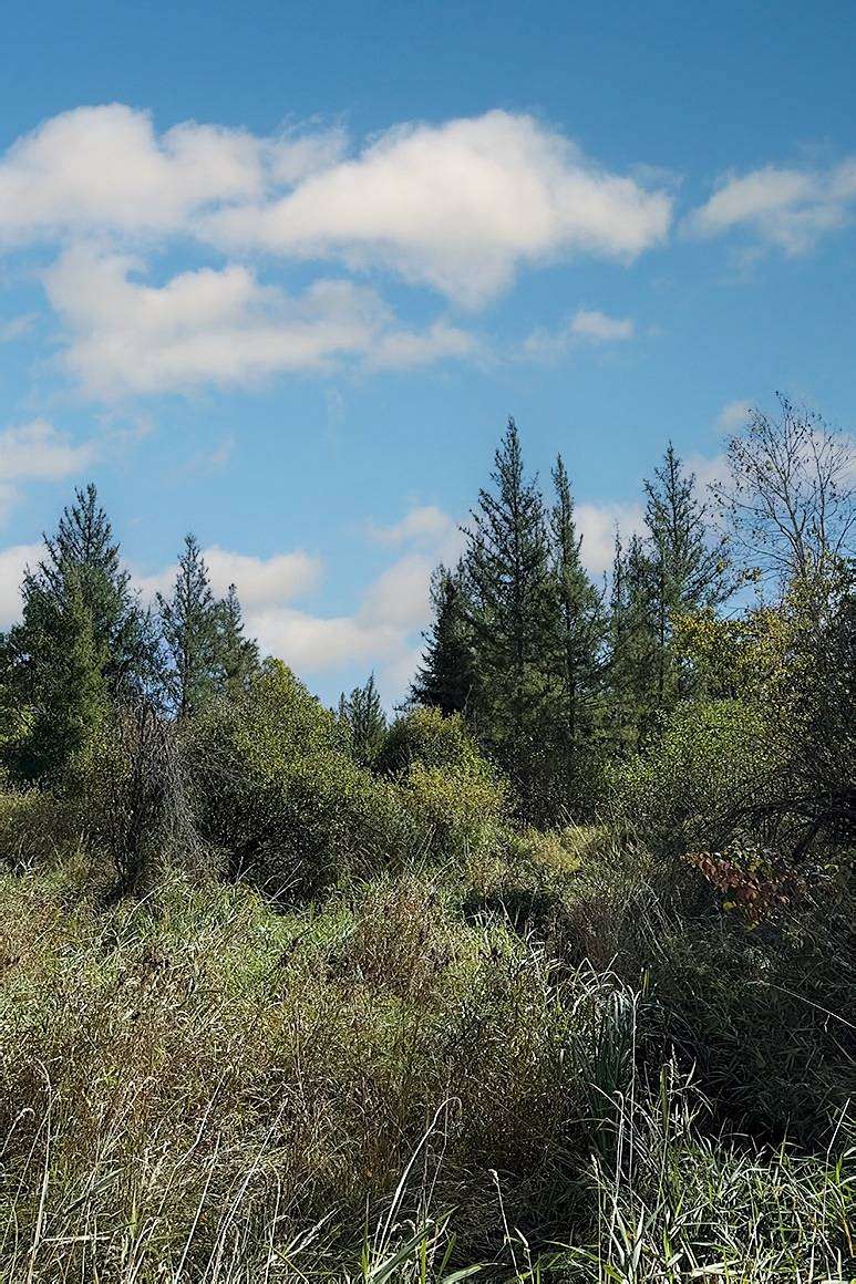40 Acres of Recreational & Residential Land for Sale in Danbury, Wisconsin