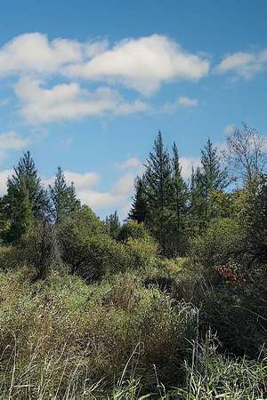 40 Acres of Recreational & Residential Land for Sale in Danbury, Wisconsin