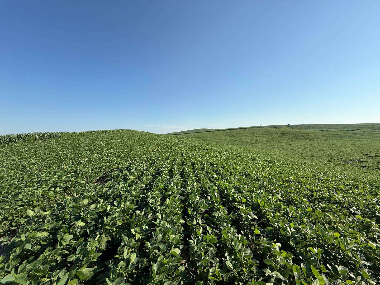 80.5 Acres of Agricultural Land for Sale in Wolbach, Nebraska