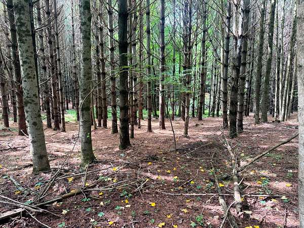 0.59 Acres of Residential Land for Sale in Fancy Gap, Virginia