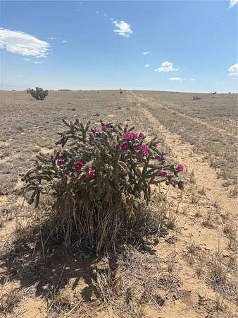35.8 Acres of Land for Sale in Walsenburg, Colorado