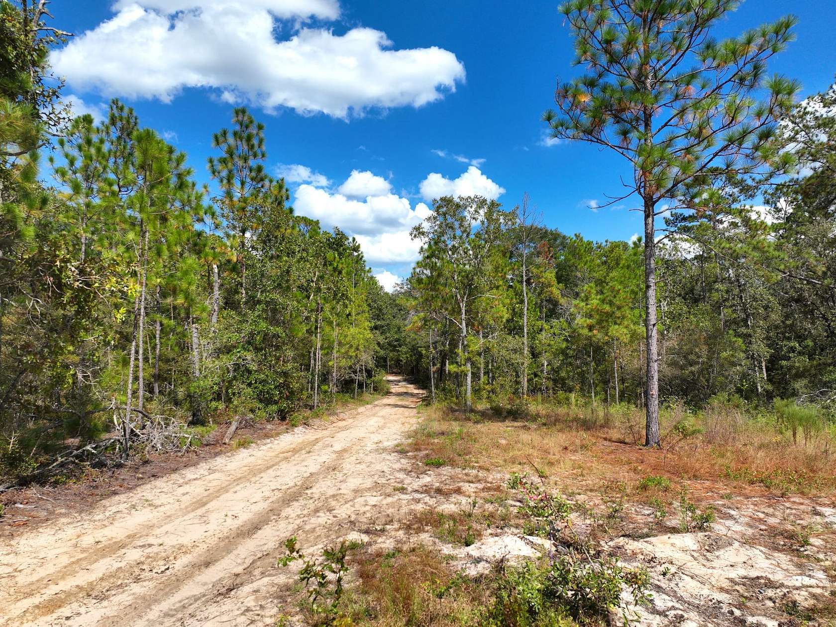23 Acres of Recreational Land for Sale in Lumber City, Georgia