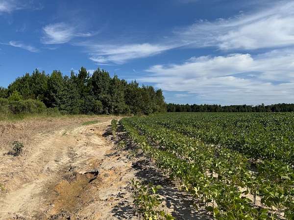 65.2 Acres of Land for Sale in Green Sea, South Carolina