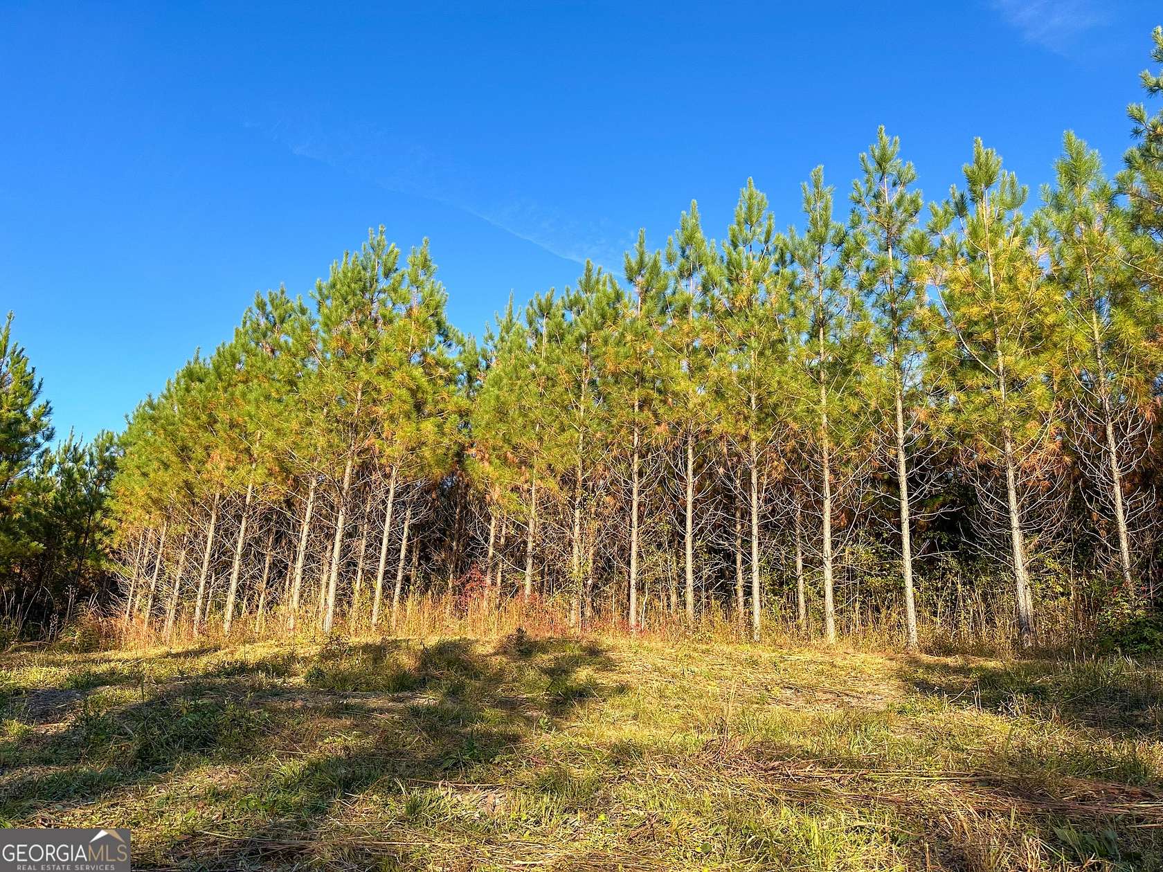 49.3 Acres of Recreational & Residential Land for Sale in Waverly Hall, Georgia