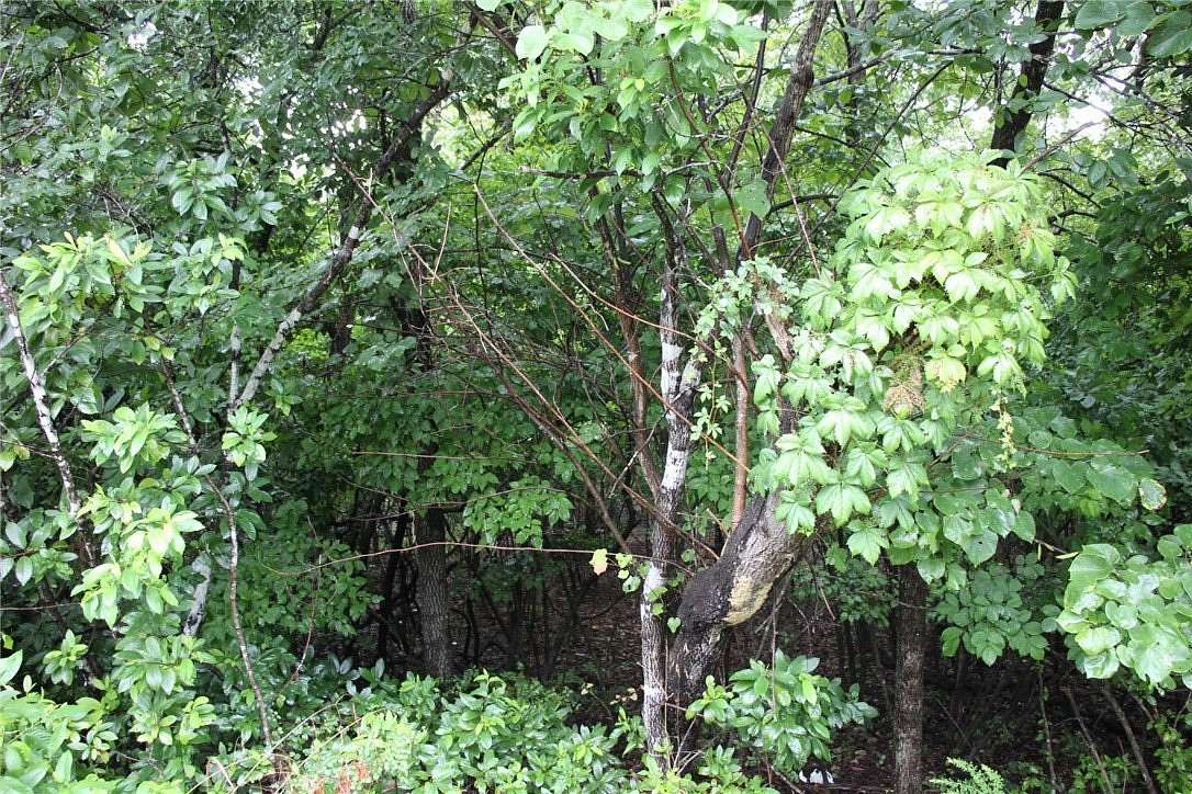 22.6 Acres of Recreational & Residential Land for Sale in Mountain Home, Arkansas