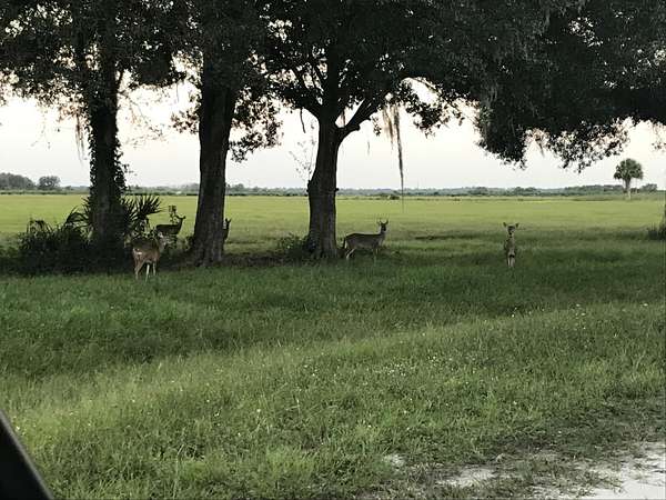 2.59 Acres of Residential Land for Sale in Okeechobee, Florida