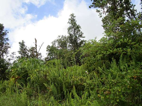 1 Acre of Residential Land for Sale in Mountain View, Hawaii