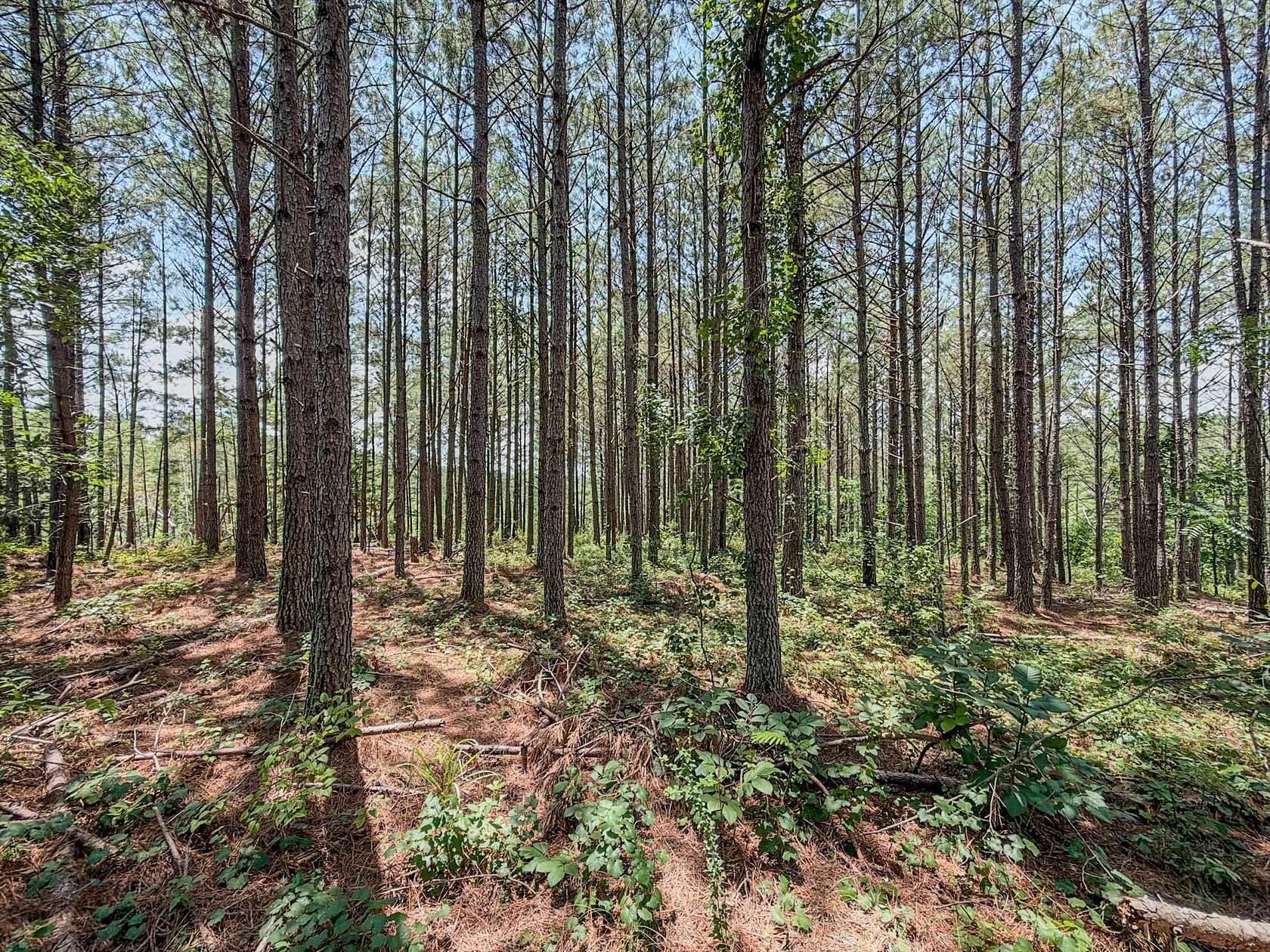 60 Acres of Land for Sale in Waynesboro, Tennessee