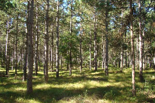 2 Acres of Land for Sale in Rome, Wisconsin