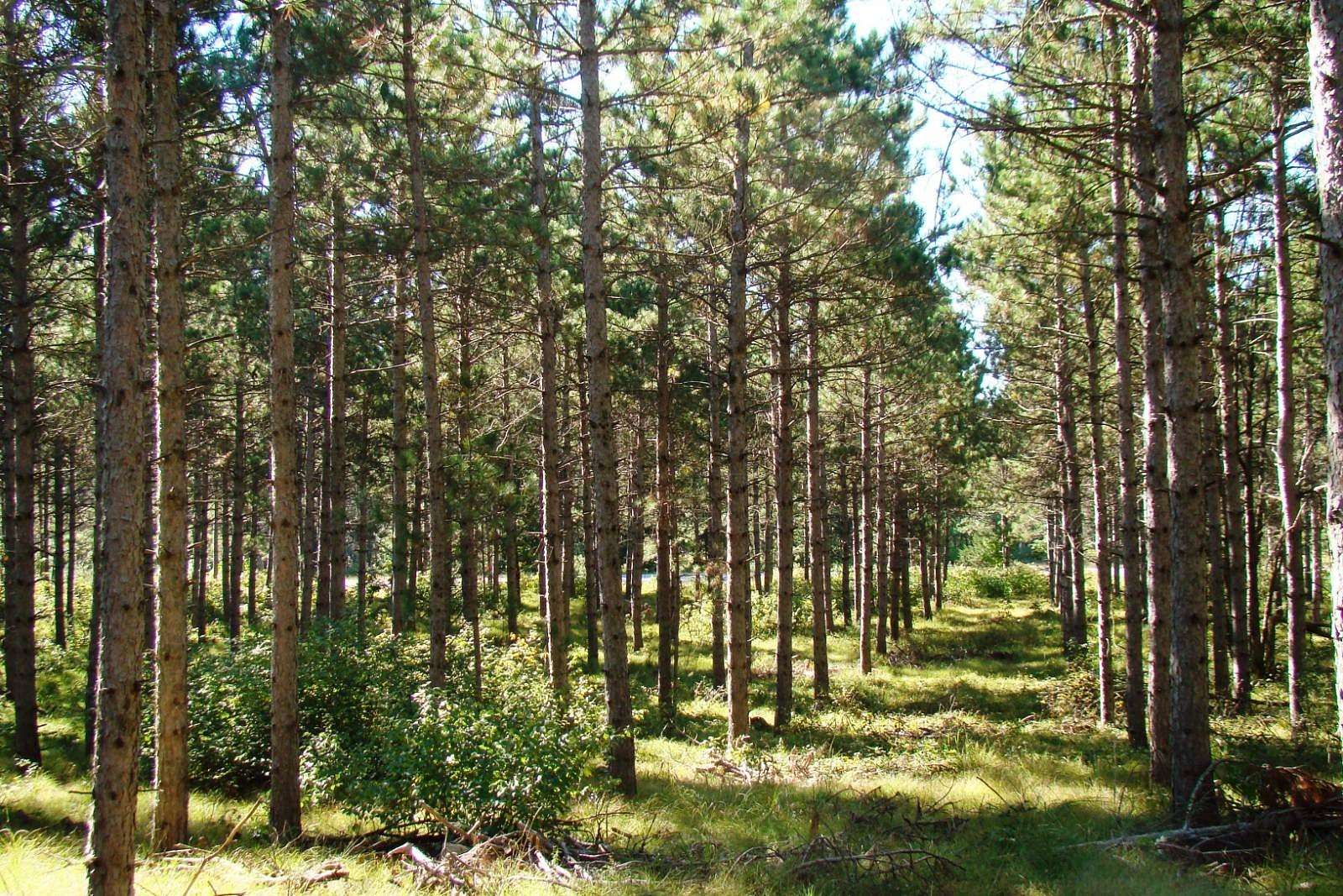 2 Acres of Land for Sale in Rome, Wisconsin