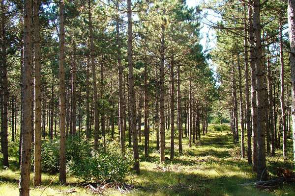 2 Acres of Land for Sale in Rome, Wisconsin
