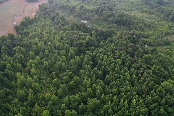 38.4 Acres of Recreational Land for Sale in Waterproof, Louisiana