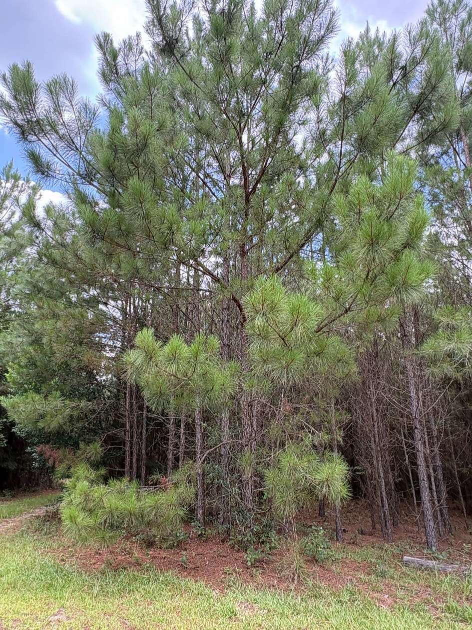 5 Acres of Residential Land for Sale in Barnwell, South Carolina