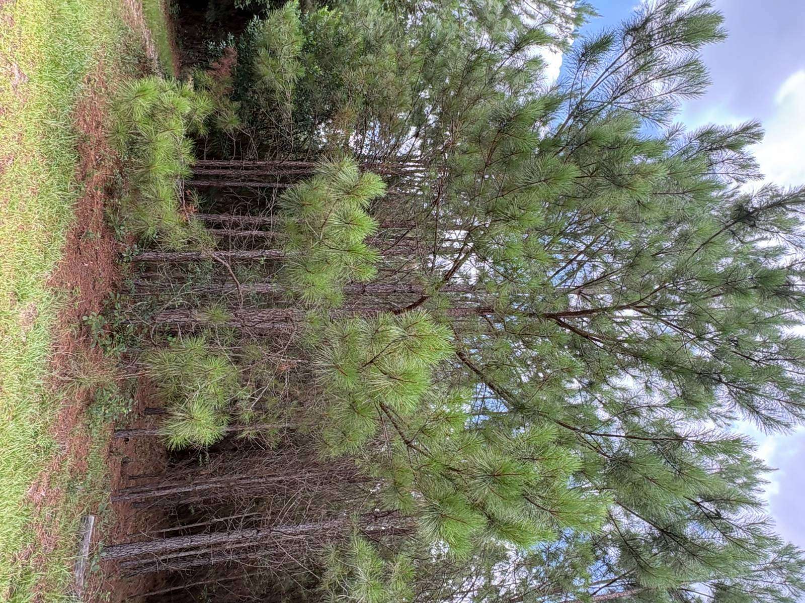0.75 Acres of Residential Land for Sale in Barnwell, South Carolina