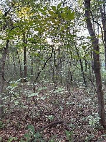 10 Acres of Residential Land for Sale in Haskell, Oklahoma