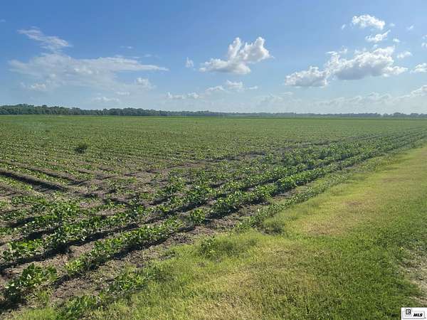 285 Acres of Land for Sale in Jones, Louisiana
