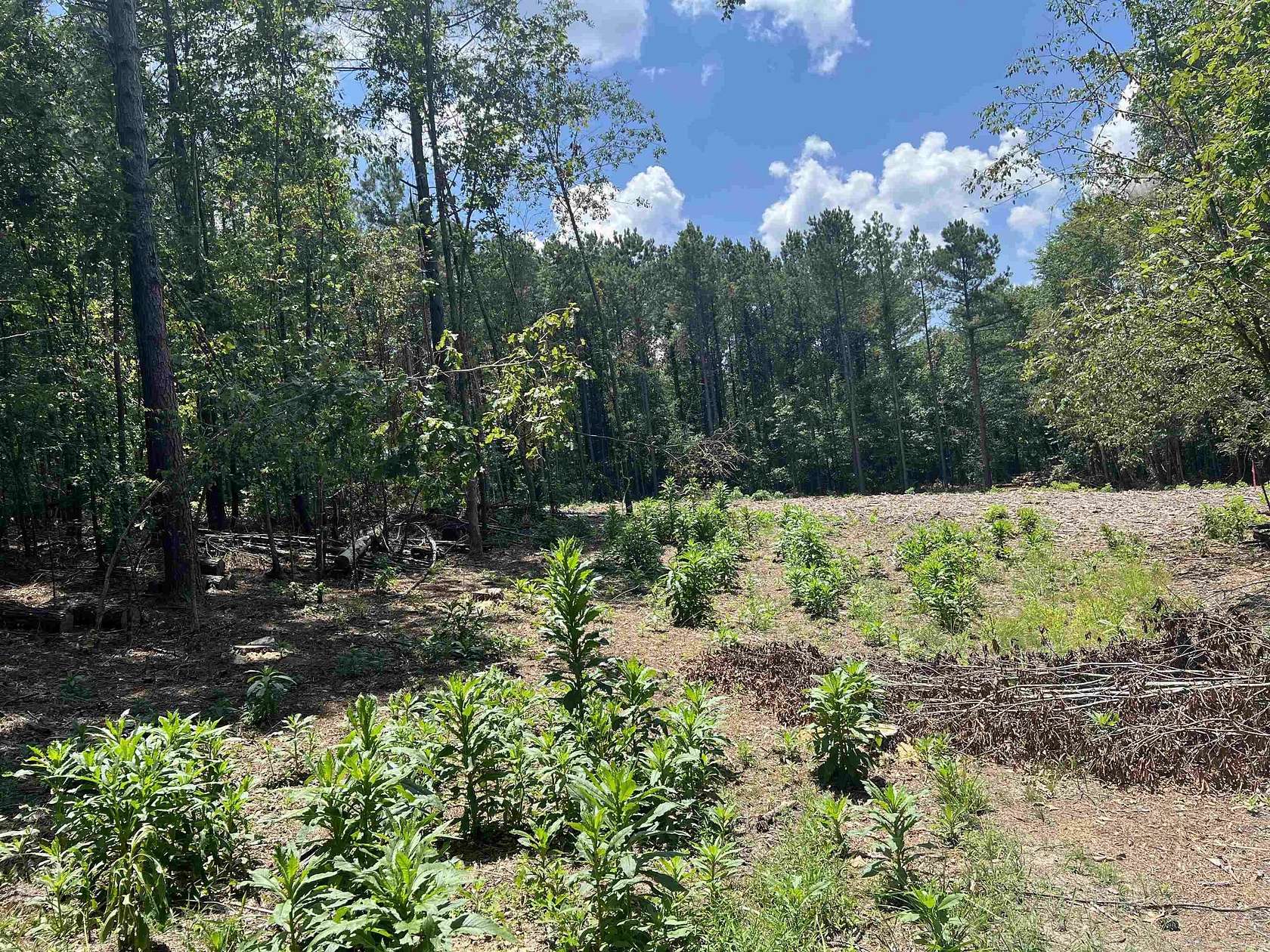 2 Acres of Residential Land for Sale in Glenwood, Arkansas