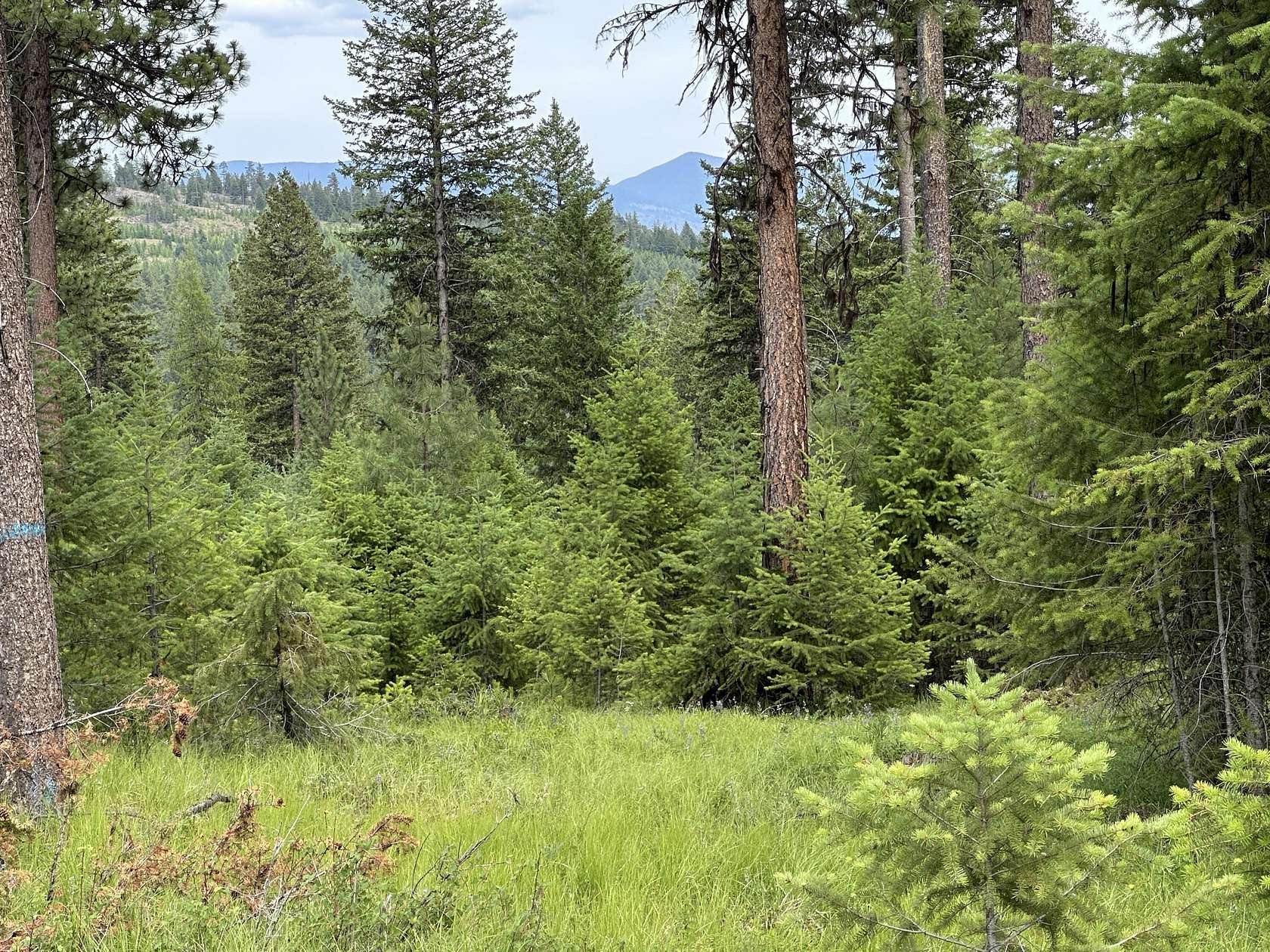 4 Acres of Land for Sale in Republic, Washington