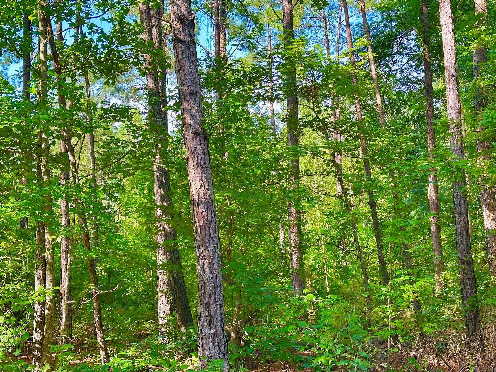 45.8 Acres of Recreational Land for Sale in Haynesville, Louisiana