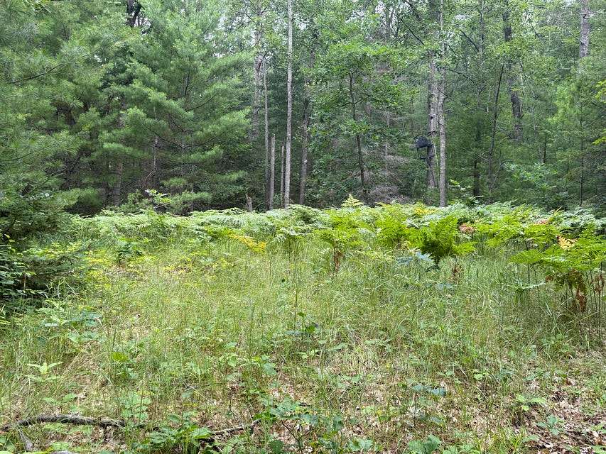 37 Acres of Land for Sale in Atlanta, Michigan