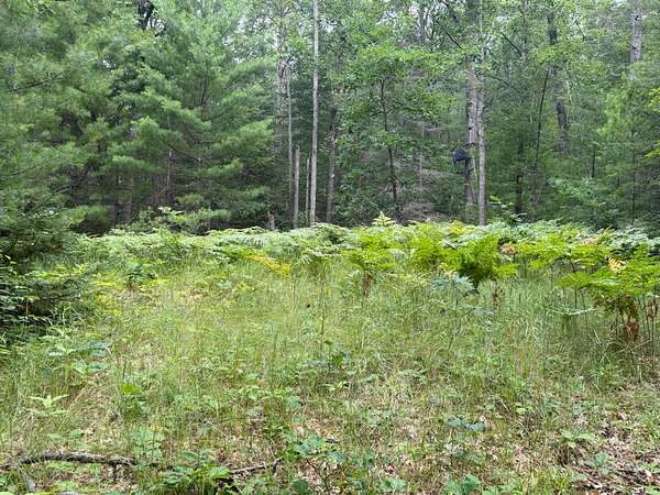 37 Acres of Land for Sale in Atlanta, Michigan