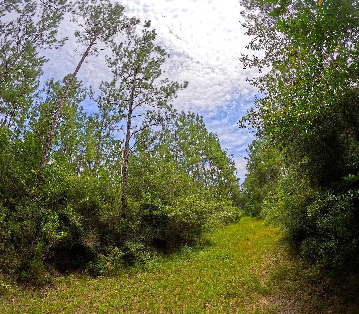 54.3 Acres of Land for Sale in Carriere, Mississippi
