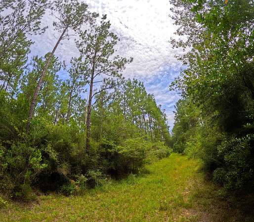 54.3 Acres of Land for Sale in Carriere, Mississippi