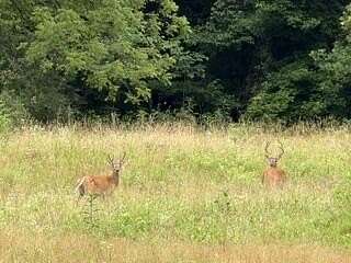 45 Acres of Recreational Land for Sale in Pineville, Kentucky