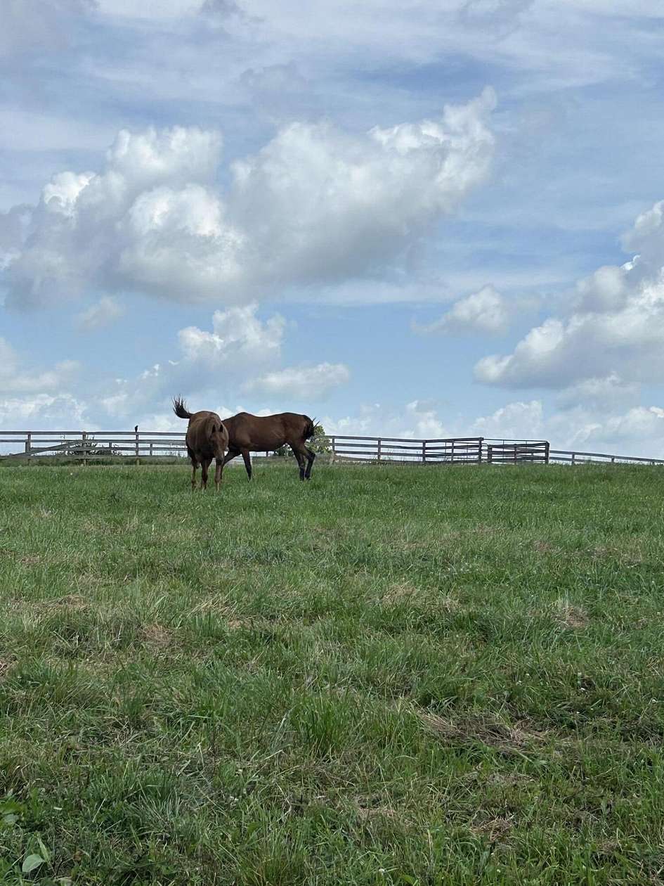 11.7 Acres of Recreational & Residential Land for Sale in Cynthiana, Kentucky