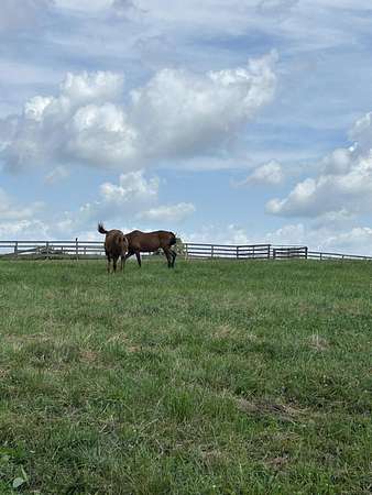 11.7 Acres of Recreational & Residential Land for Sale in Cynthiana, Kentucky