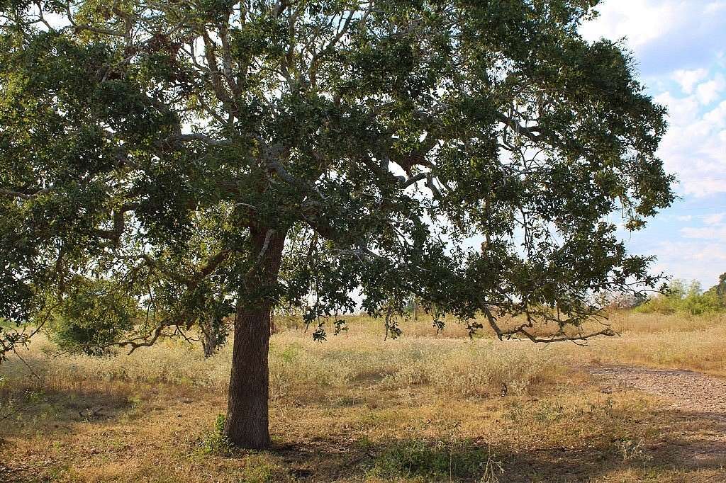 10 Acres of Residential Land for Sale in Columbus, Texas