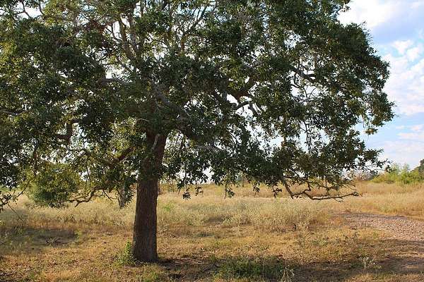 10 Acres of Residential Land for Sale in Columbus, Texas