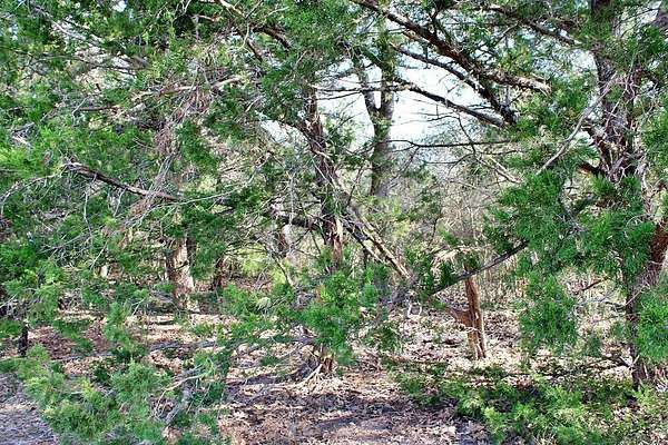 10 Acres of Recreational & Residential Land for Sale in Columbus, Texas