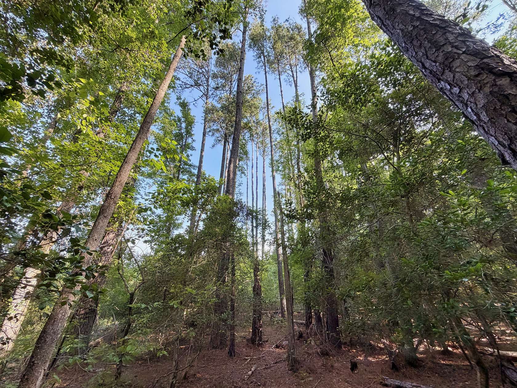 48.7 Acres of Land for Sale in Chesterfield, South Carolina