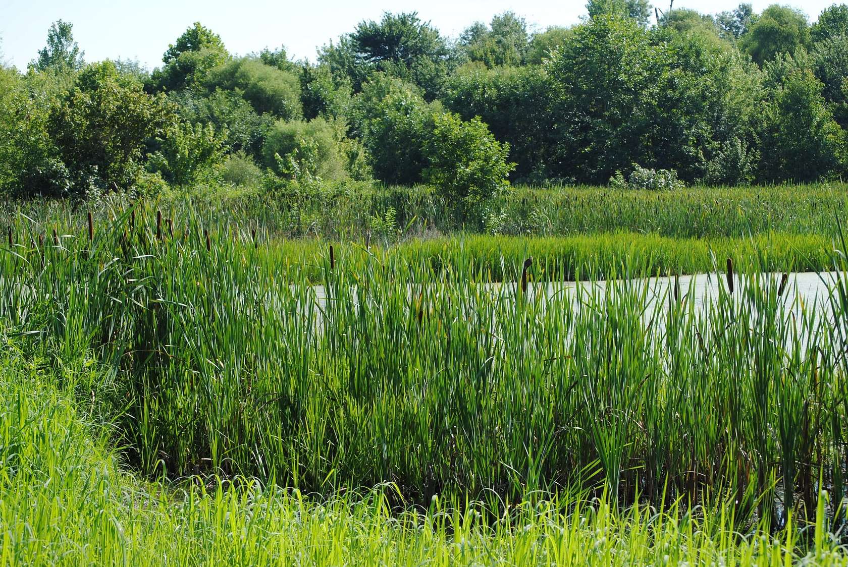 106 Acres of Recreational Land for Sale in Austin, Indiana