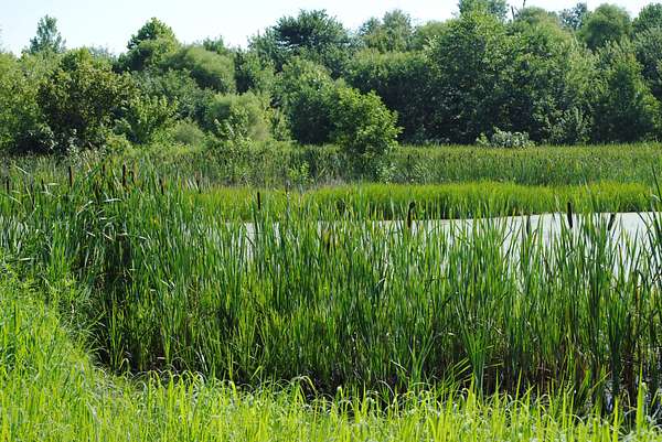 106 Acres of Recreational Land for Sale in Austin, Indiana